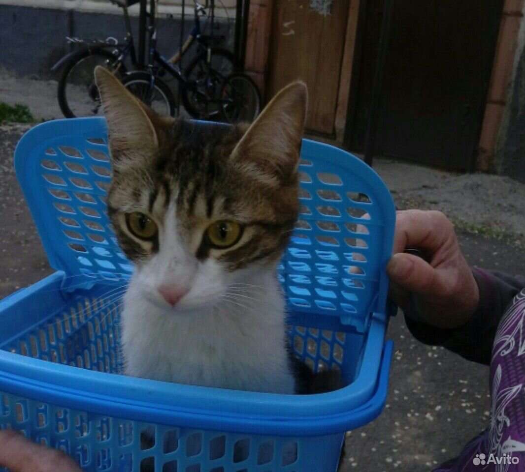 Кошечка-подросток купить на Зозу.ру - фотография № 1