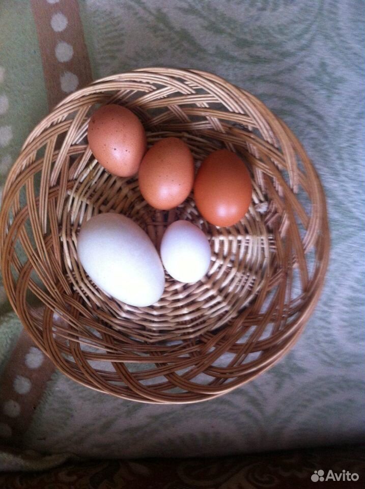 Продам гусиные яйца купить на Зозу.ру - фотография № 1