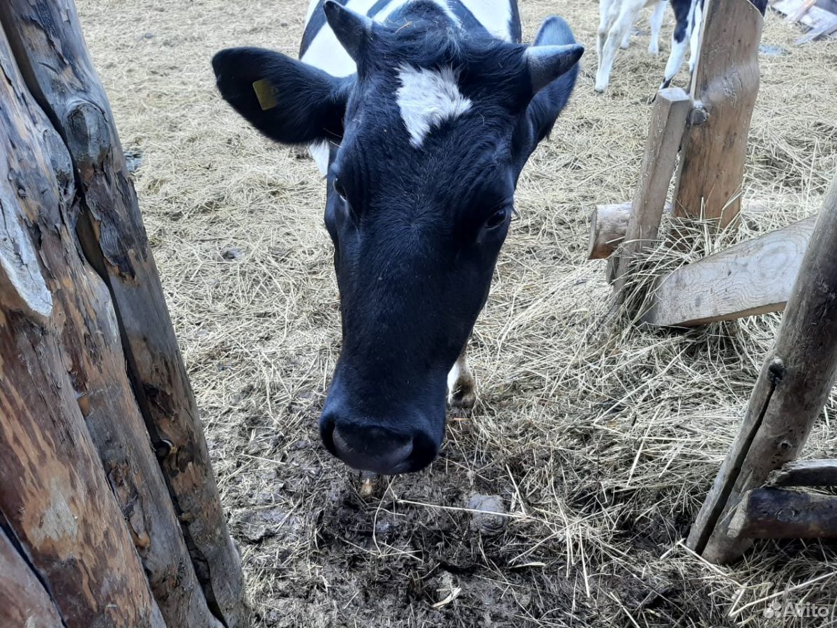 Коровы и телята купить на Зозу.ру - фотография № 6