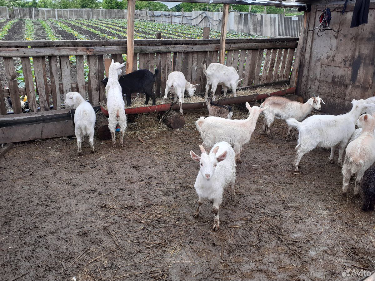 Продаю коз от 2000-до 2500 купить на Зозу.ру - фотография № 2