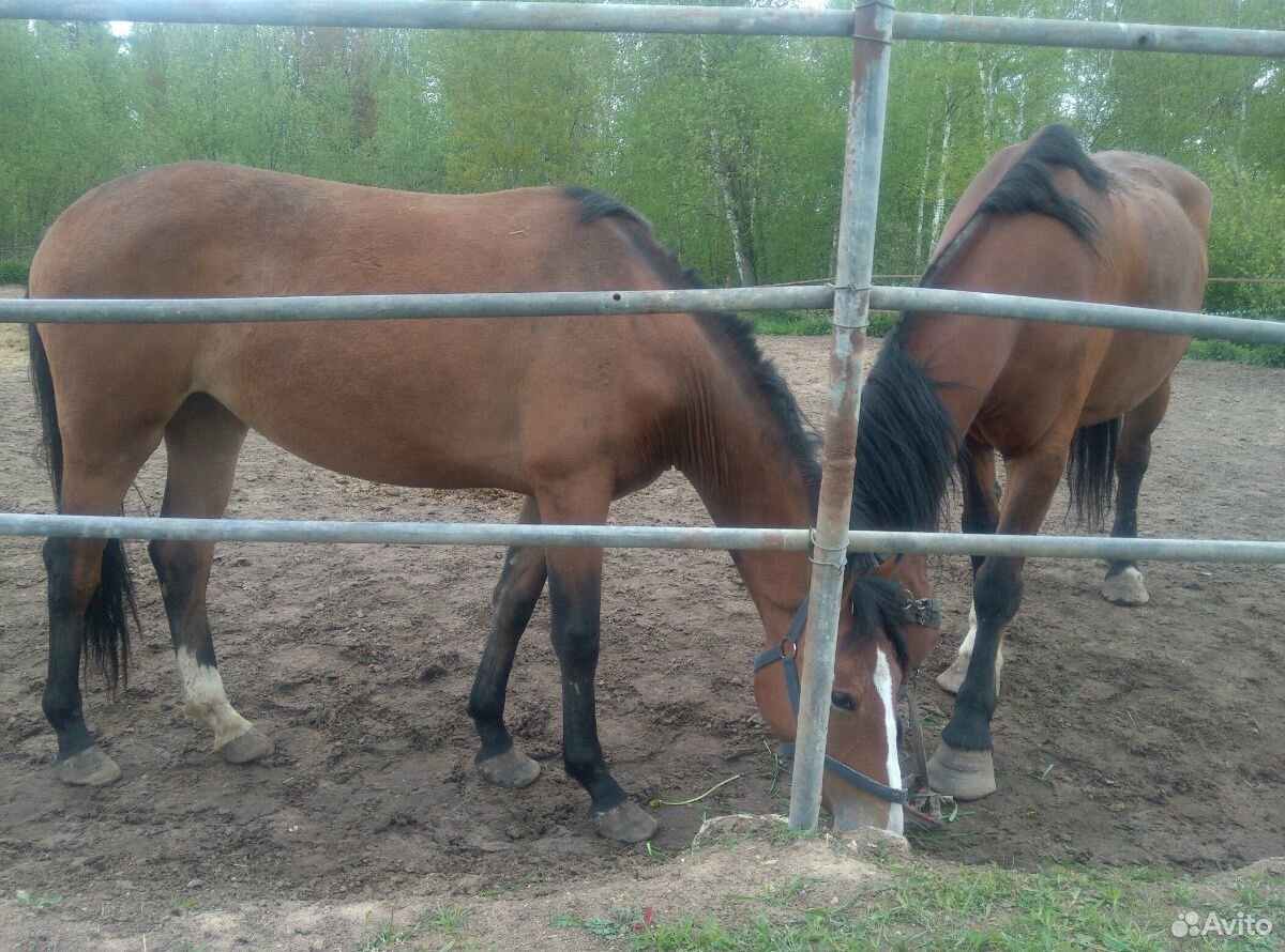 Продажа лошадей в Челябинской области. Лошади Кемерово. Лошадь 150 в холке. Продажа лошадей в Кемеровской области.