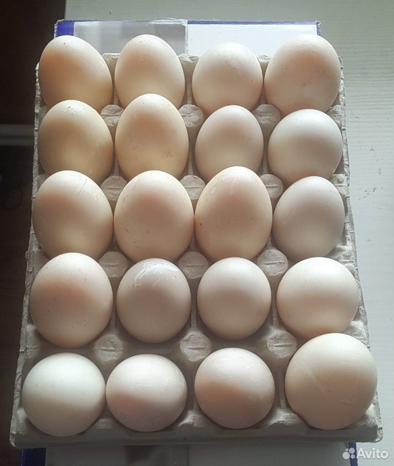 Инкубационное яйцо утки каюга смесь купить на Зозу.ру - фотография № 4