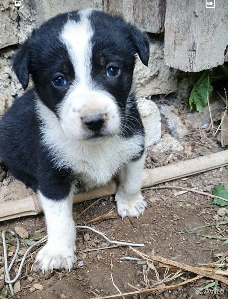 Маленькие щенята,нуждаются в хозяевах,не проходите купить на Зозу.ру - фотография № 1