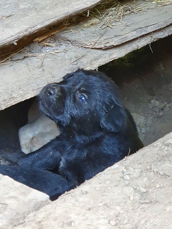 Маленькие щенята,нуждаются в хозяевах,не проходите купить на Зозу.ру - фотография № 8