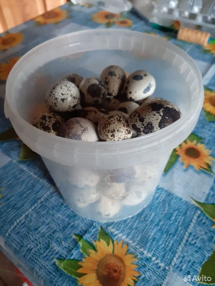 Перепела, перепелиные яйца купить на Зозу.ру - фотография № 2