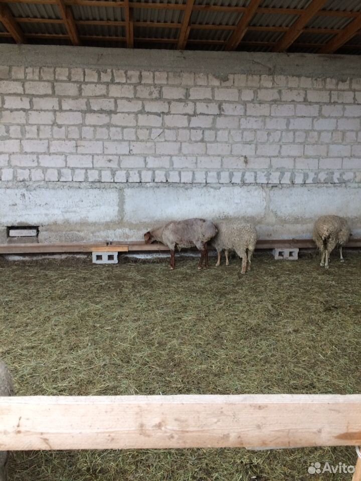 Котные овцы купить на Зозу.ру - фотография № 4