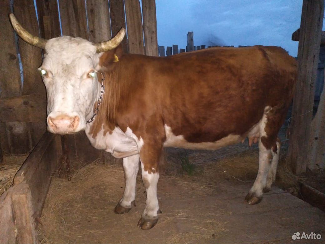 Продам корову должна наднях отелится 3 телёнот буд купить на Зозу.ру - фотография № 6