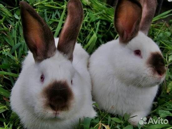 Кролики Калифорнийского породы купить на Зозу.ру - фотография № 1
