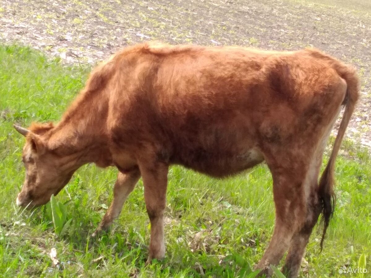 Корова,бык купить на Зозу.ру - фотография № 7