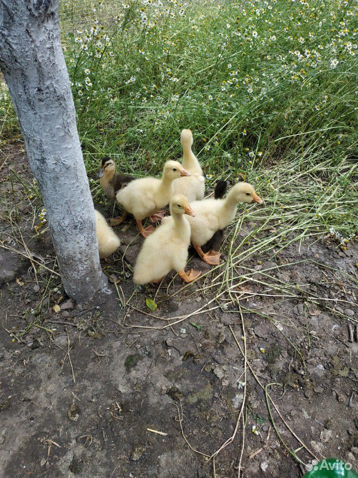 Гусята,цыплята купить на Зозу.ру - фотография № 4