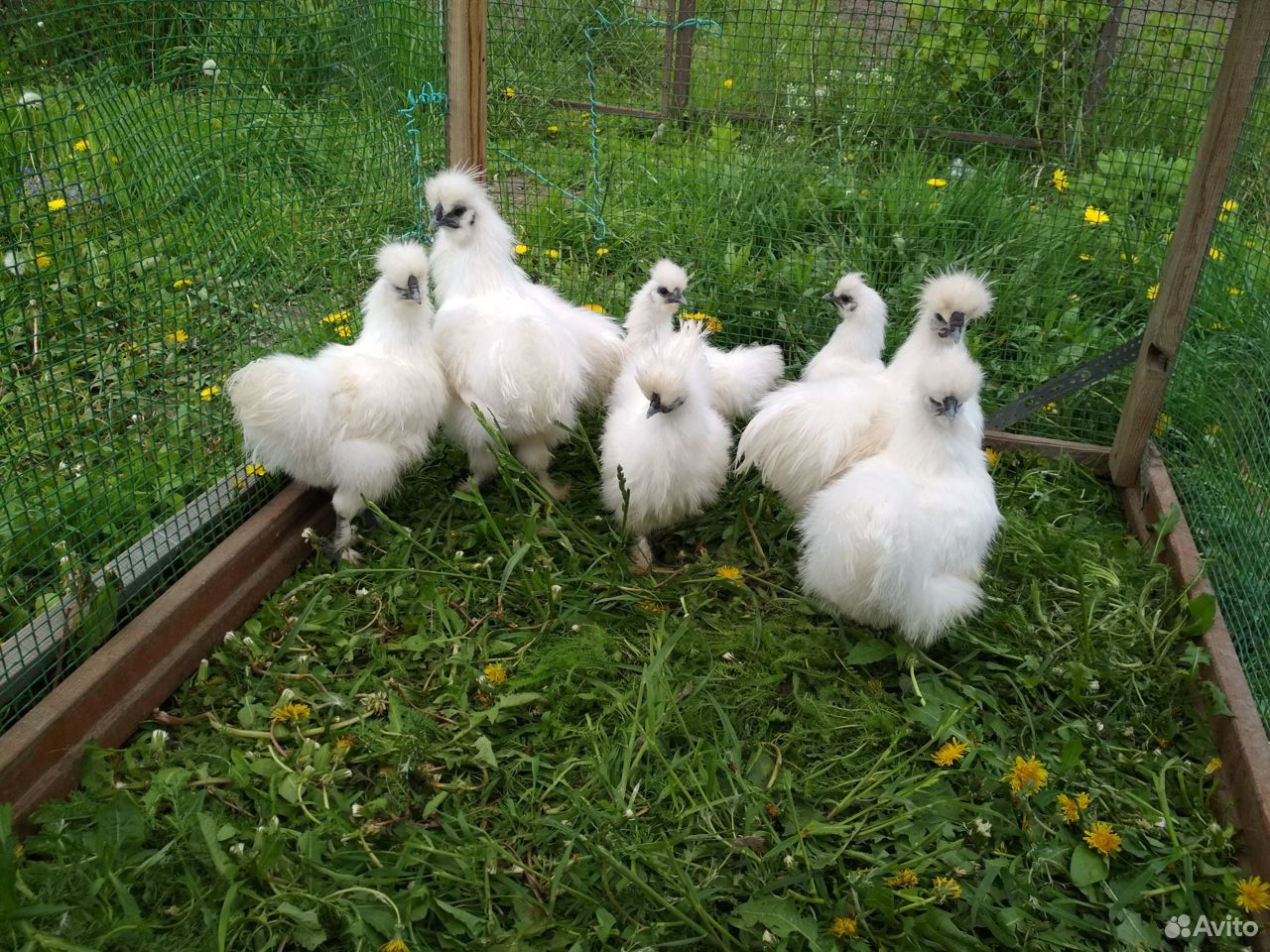 Китайские шелковые цыплята купить на Зозу.ру - фотография № 8