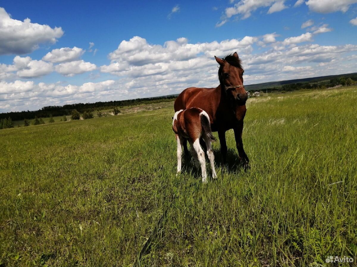 Продам рабочию лошадь с жеребенкам цена 100 т.р на купить на Зозу.ру - фотография № 3