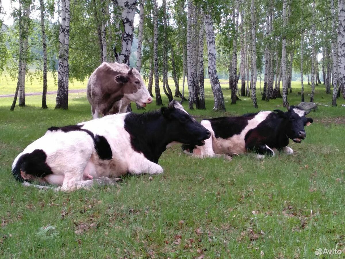 Продам 13 коров и 10 телят купить на Зозу.ру - фотография № 7