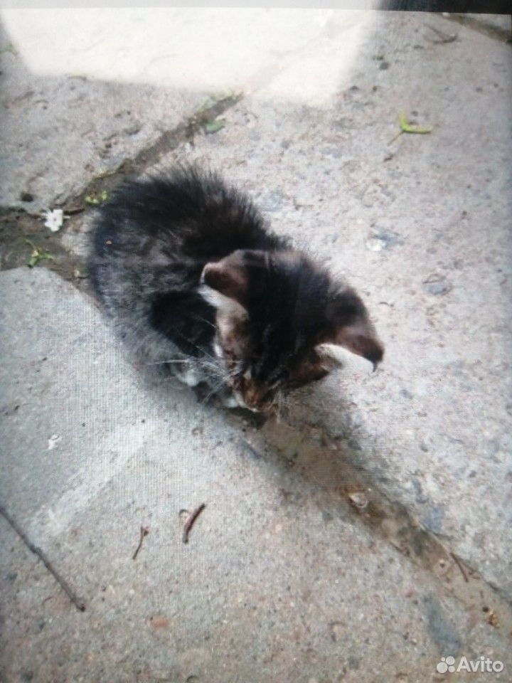 Котёнок умирает на улице купить на Зозу.ру - фотография № 2