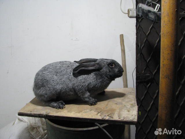 Продам кроликов живым весом купить на Зозу.ру - фотография № 8