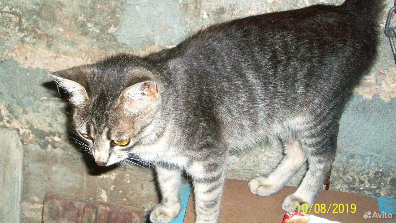 Кошачьи дети - котята купить на Зозу.ру - фотография № 3