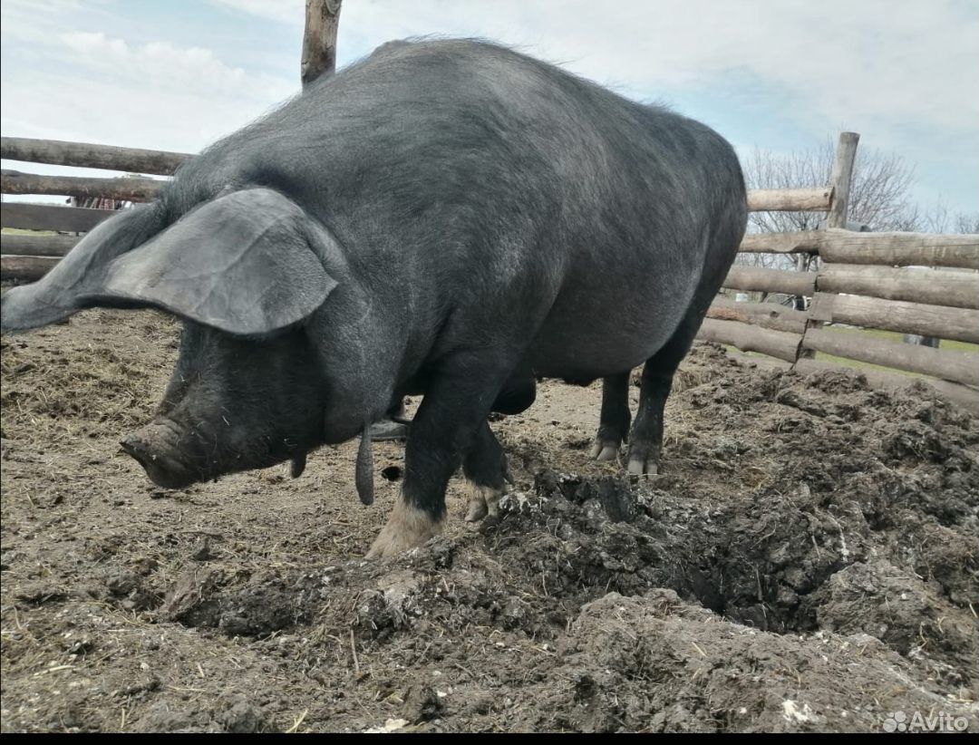 Продам или обменяю свиней купить на Зозу.ру - фотография № 2