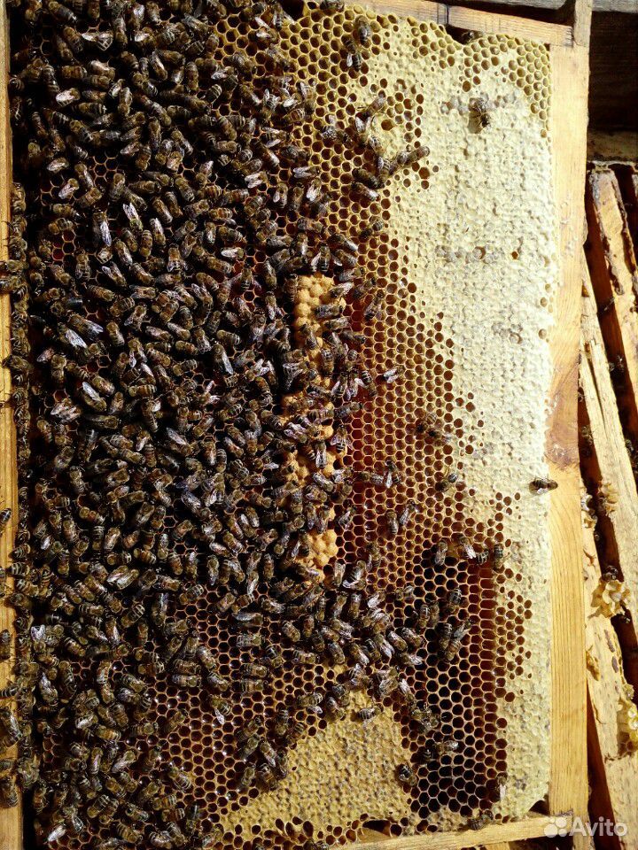 Отводки среднерусской породы пчёл купить на Зозу.ру - фотография № 2