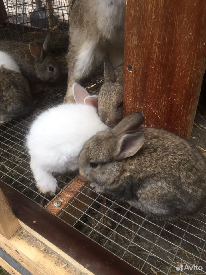 Кролики и крольчата мясных пород купить на Зозу.ру - фотография № 1