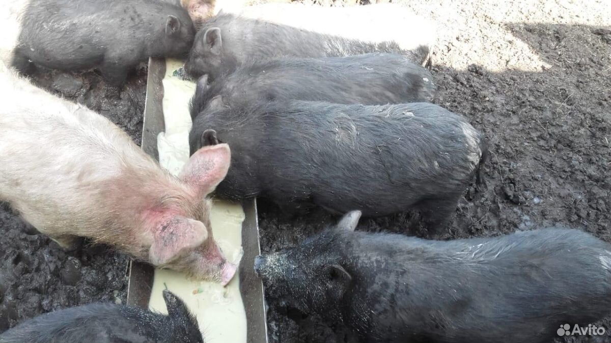 Вислобрюхие поросные свиньи, мясосальные купить на Зозу.ру - фотография № 2