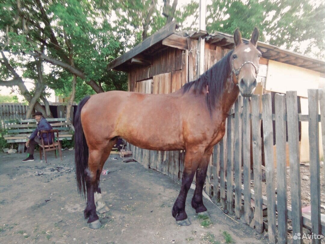 Добрая лошадь купить на Зозу.ру - фотография № 2