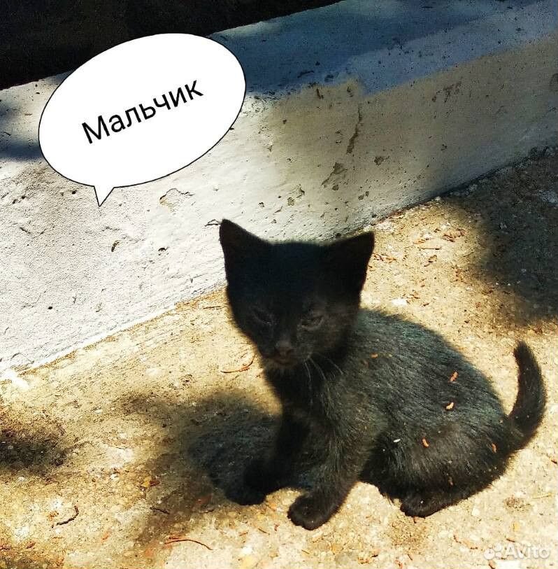 Мальчик. Котенок купить на Зозу.ру - фотография № 2