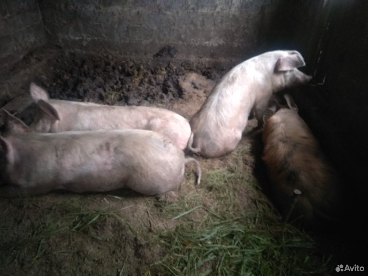 Домашние свиньи живой вес купить на Зозу.ру - фотография № 4