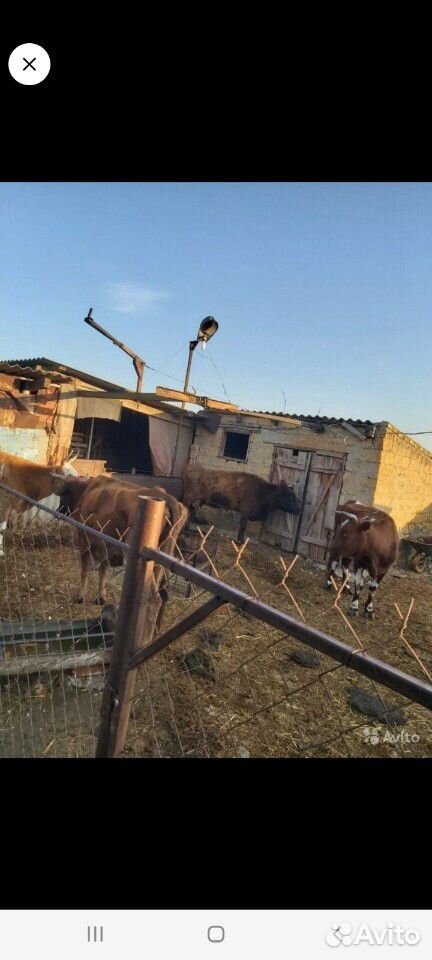 4 дойные коровы купить на Зозу.ру - фотография № 1