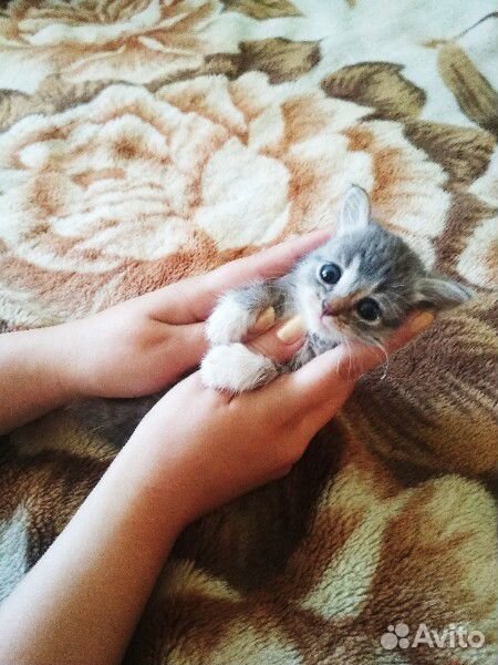 Котята 1 месяц в добрые руки купить на Зозу.ру - фотография № 1