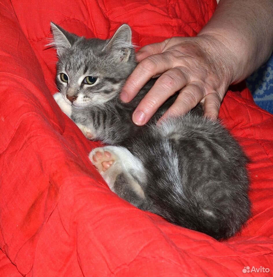 Котёнок, девочка ищет дом или передержку купить на Зозу.ру - фотография № 4
