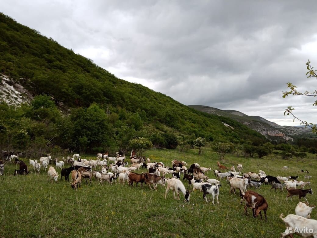 Козы, Лошади, телята, дойные коровы купить на Зозу.ру - фотография № 3