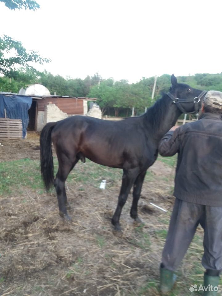 Лошадь,конь,жеребец купить на Зозу.ру - фотография № 1