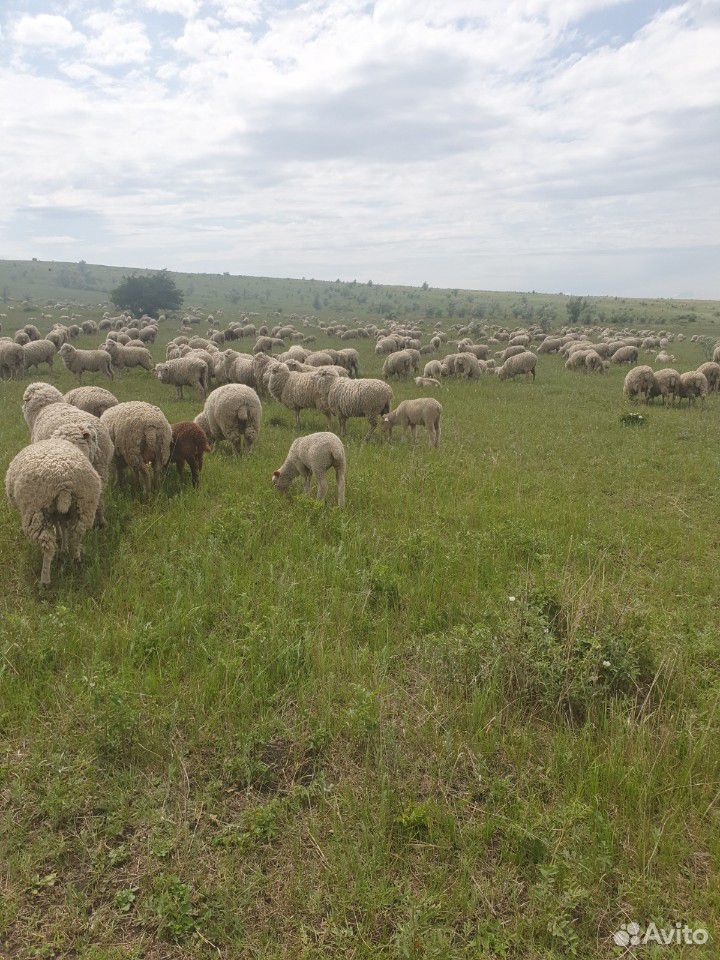 Овцы купить на Зозу.ру - фотография № 7