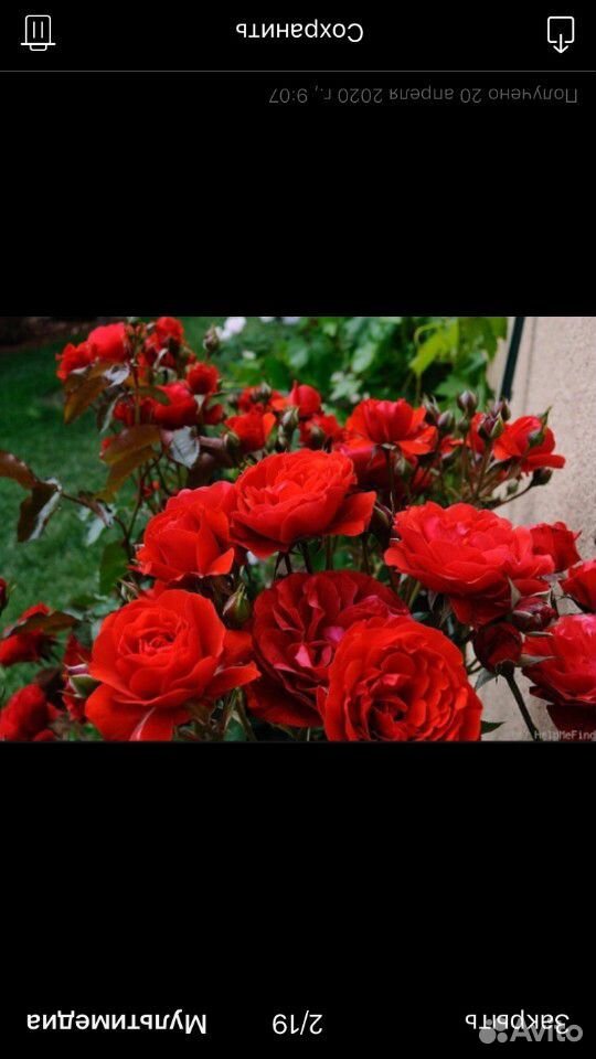 Розы морозостойкие купить на Зозу.ру - фотография № 4