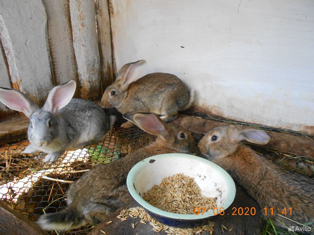 Кролики породы Фландер(великан) купить на Зозу.ру - фотография № 2