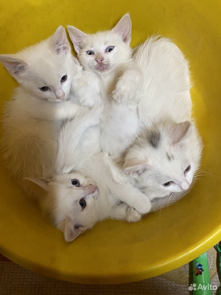 Белые котята1,5мес,от домашней кошки,приучены к ло купить на Зозу.ру - фотография № 1