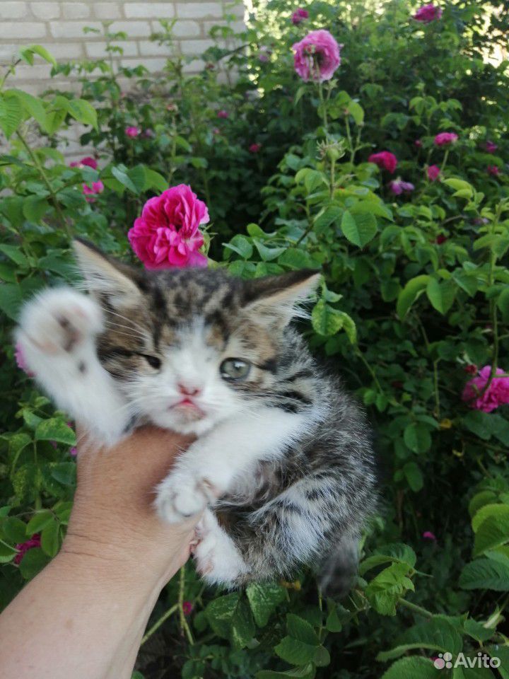 Особенный котенок купить на Зозу.ру - фотография № 1