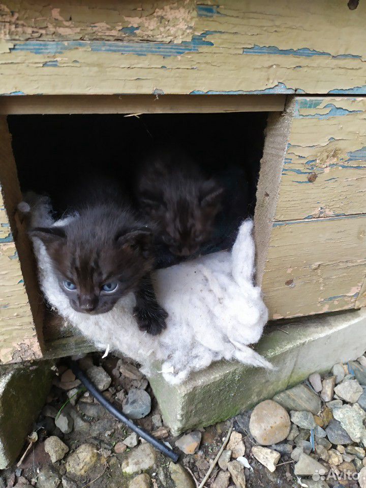 Очаровательные котята в частный дом купить на Зозу.ру - фотография № 3