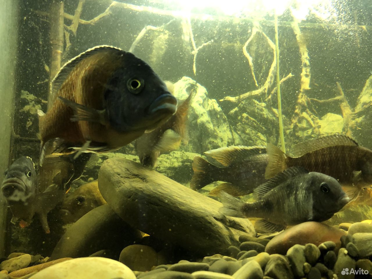 Большой готовый аквариум с рыбками купить на Зозу.ру - фотография № 7