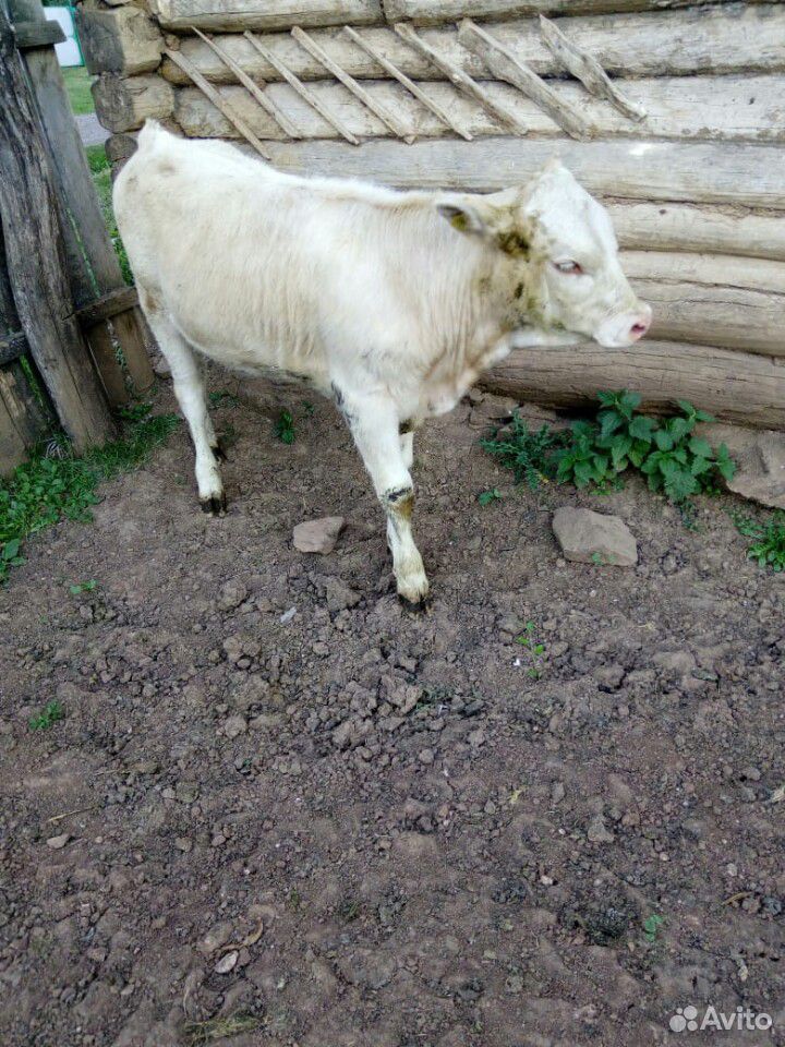Телята (подсосные ) и корова с телёнком купить на Зозу.ру - фотография № 2