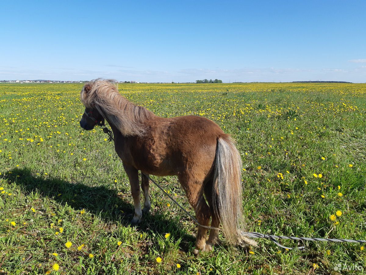 Мини лошадка купить на Зозу.ру - фотография № 2