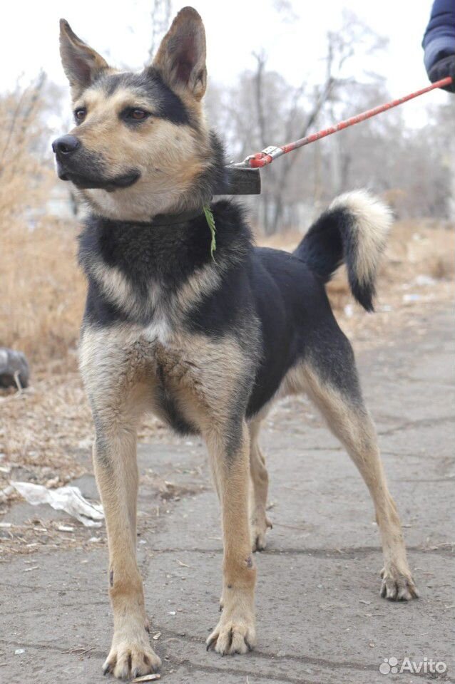 Собака настоящий охранник купить на Зозу.ру - фотография № 1