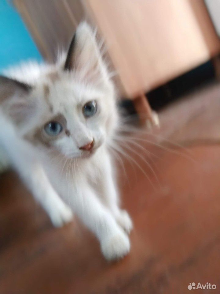 Помогите пристроить котёночка купить на Зозу.ру - фотография № 4