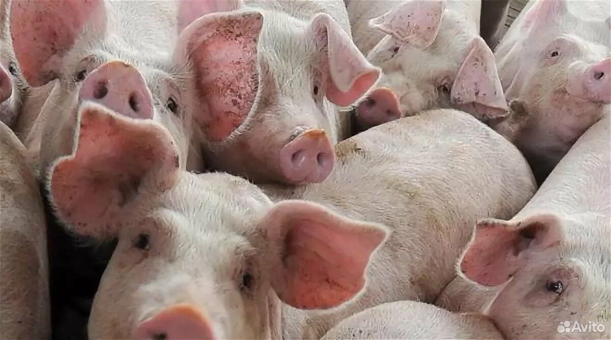 Авито продажа свиней. Свиноводство в Краснодарском крае. Свинья Краснодарская. Кубанская свинья.