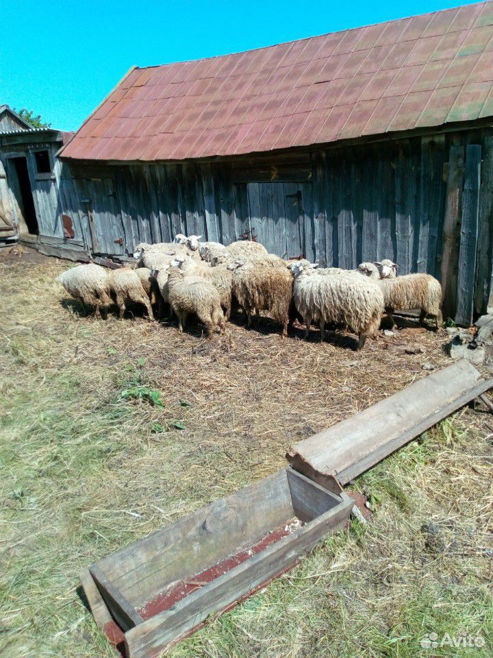 Бараны овцы купить на Зозу.ру - фотография № 2