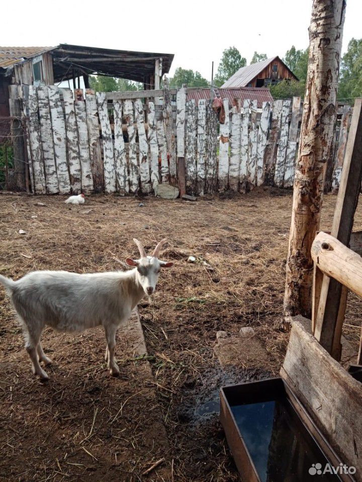 Козел и коза купить на Зозу.ру - фотография № 2