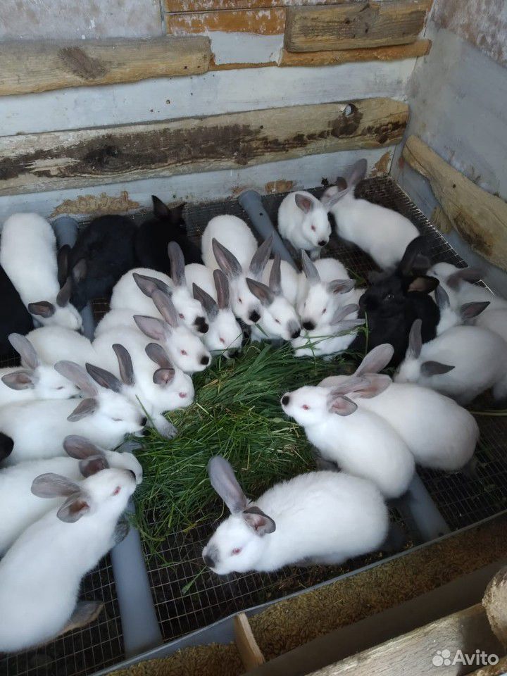 Крольчата купить на Зозу.ру - фотография № 1