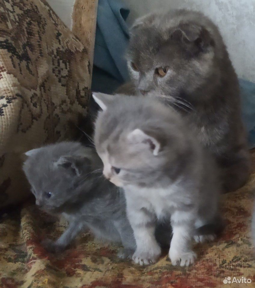 Котята (3 котенка вислоухой кошки и простого кота) купить на Зозу.ру - фотография № 2