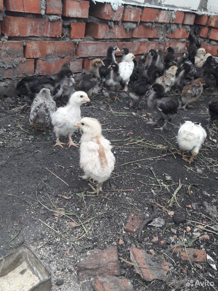 Цыплята домашние.месячные.восновном все лахмоногие купить на Зозу.ру - фотография № 2