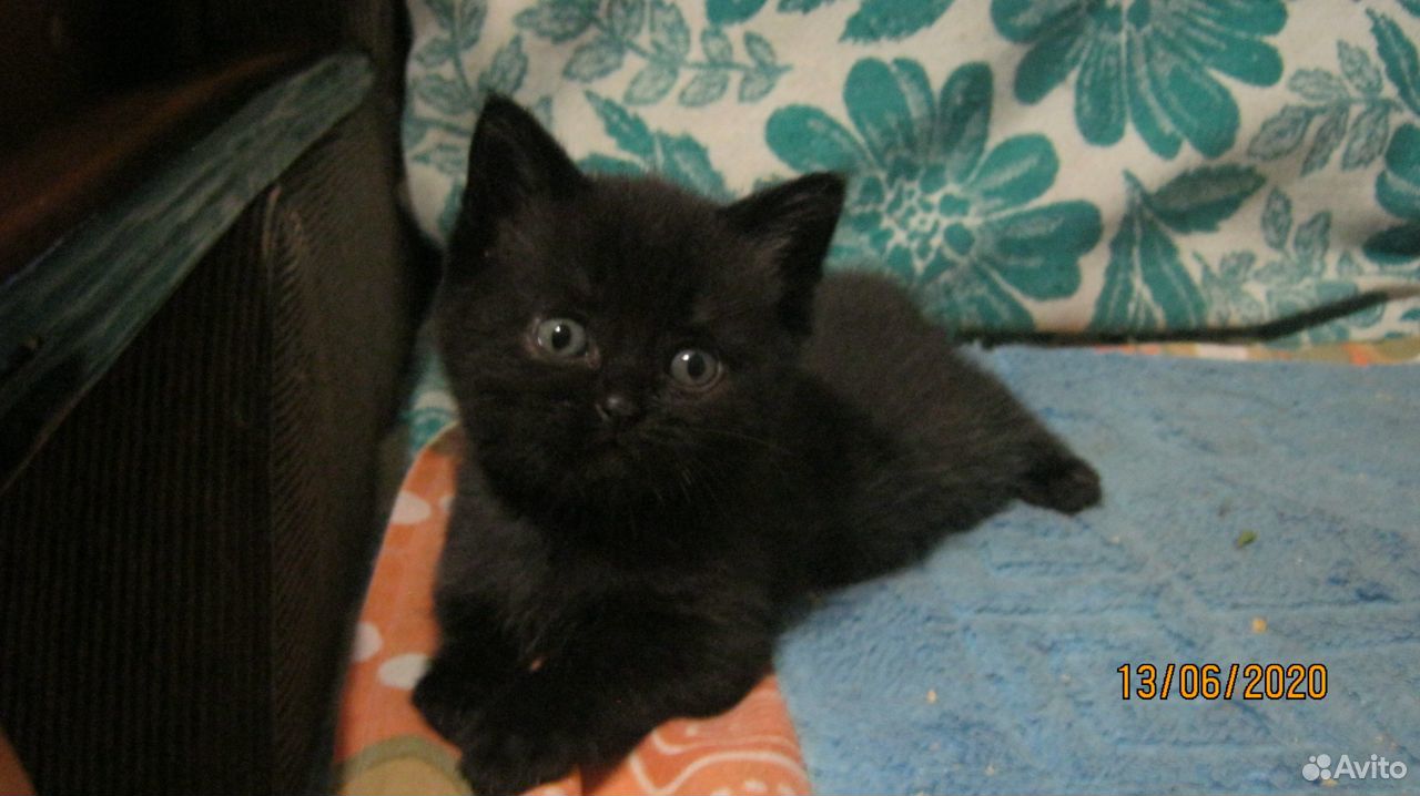 Черный-красивый,котенок-мальчик по кличке Айнанэ купить на Зозу.ру - фотография № 2